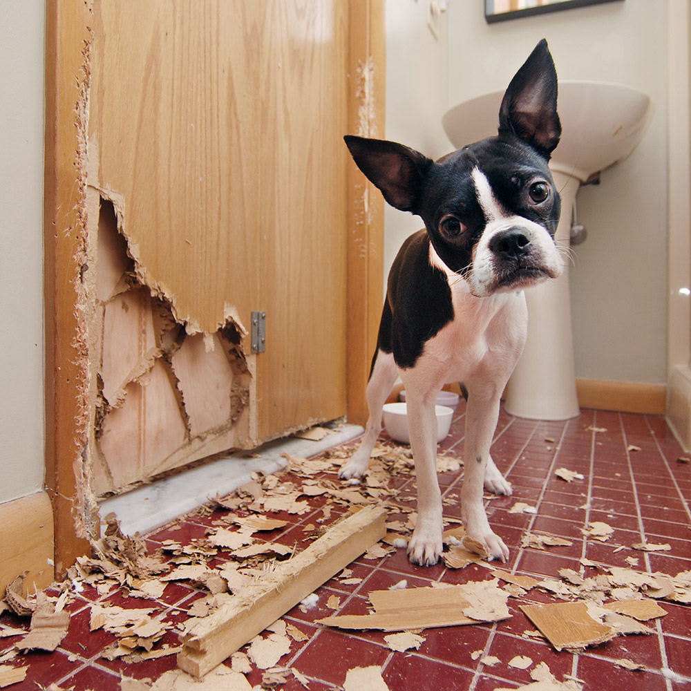 Puppy with broken door