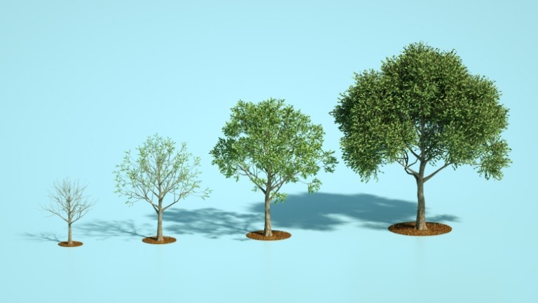 Light blue background with four growth stages of a tree with green leaves growing.