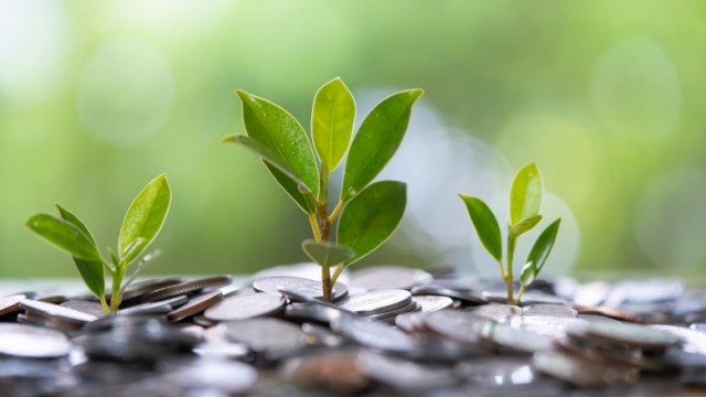 Three green growing plants with quarters surrounding them.