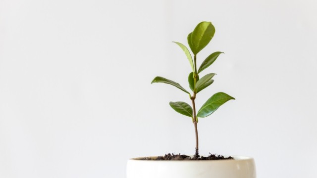 plant