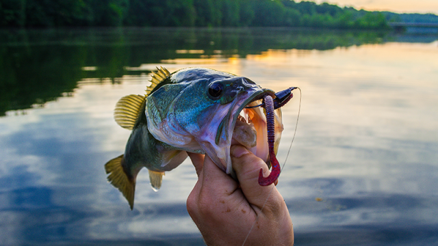 Oregon Lure 