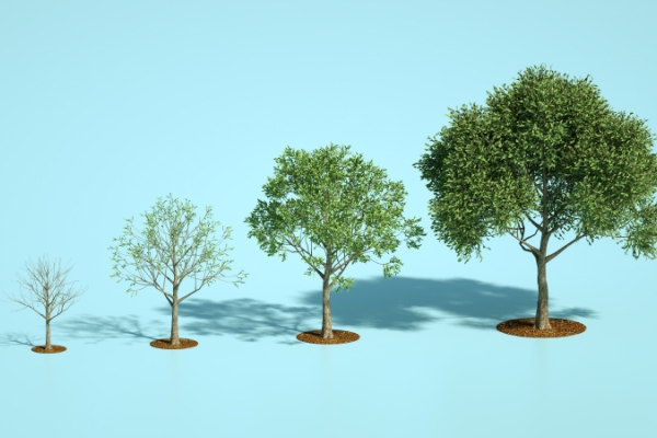 Light blue background with four growth stages of a tree with green leaves growing.