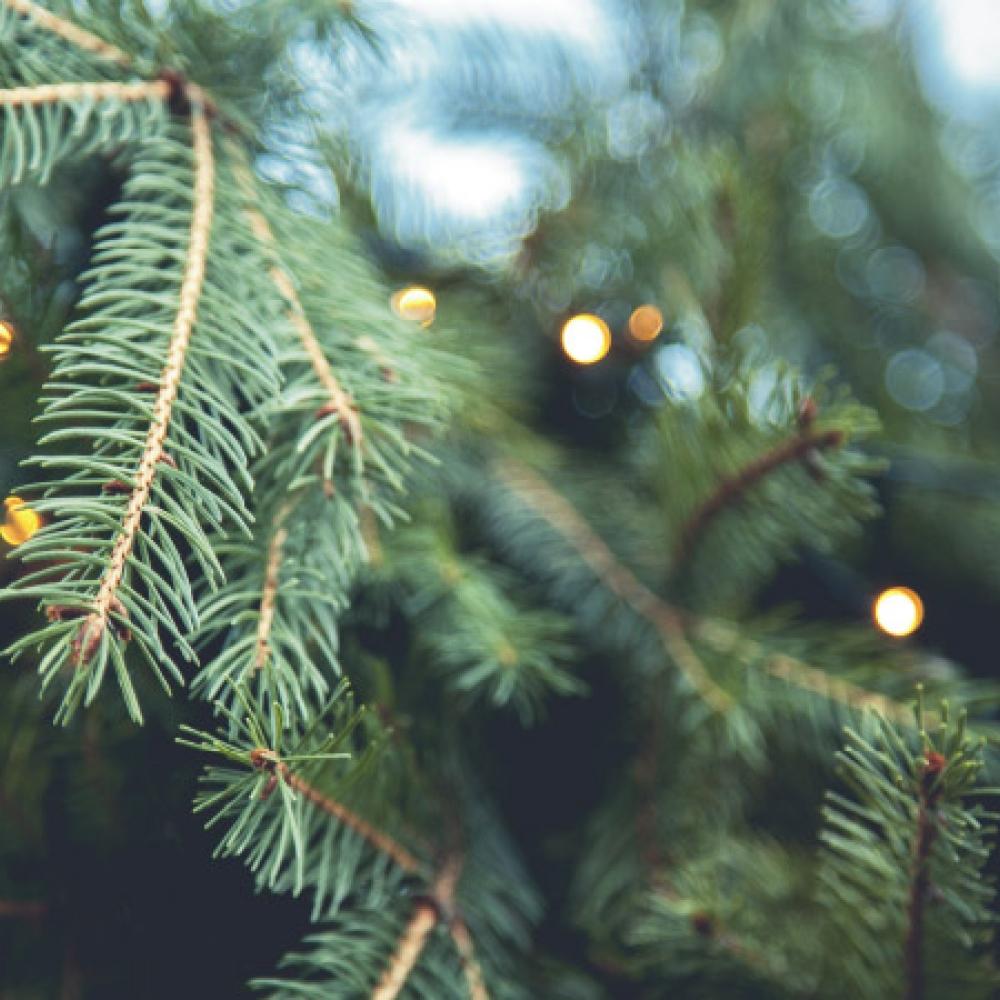Evergreen tree with holiday lights