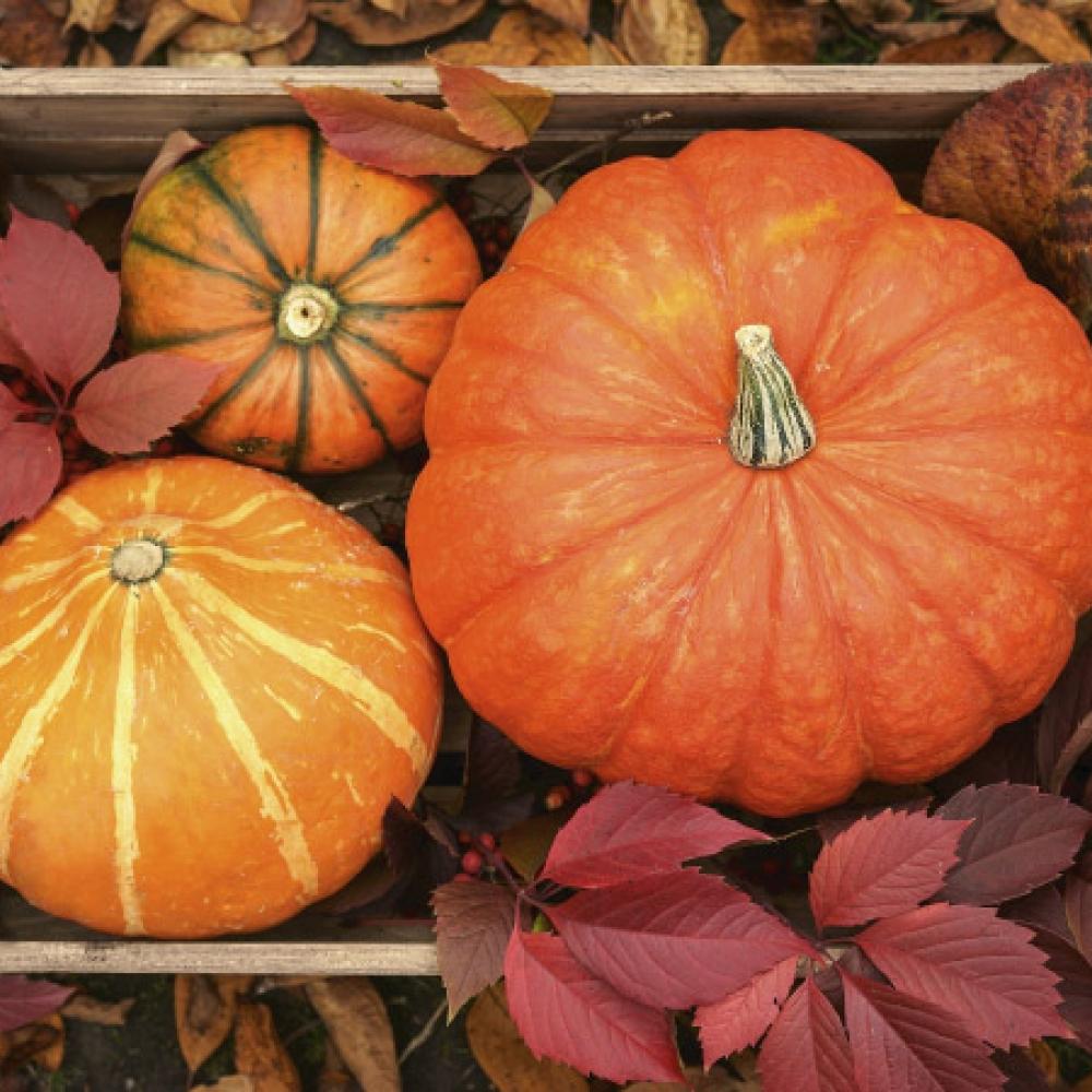 Pumpkins in fall leaves